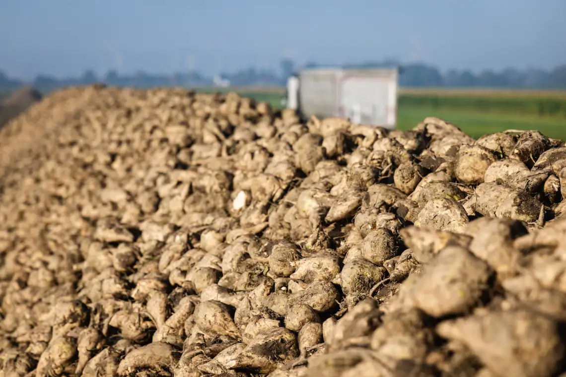 Ein großer Haufen frisch geernteter Zuckerrüben liegt am Feldrand. Im Hintergrund ist ein unscharfer Lkw vor einer grünen Wiesen- und Ackerlandschaft zu sehen.